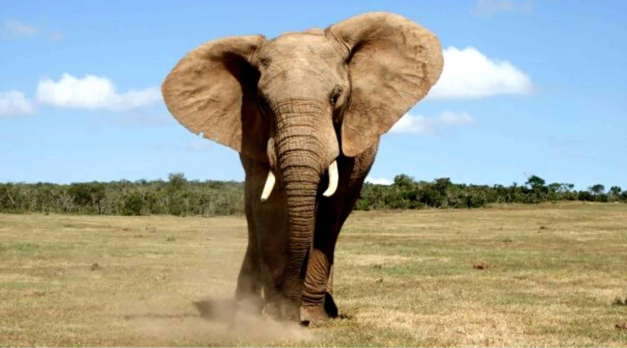 African Elephant